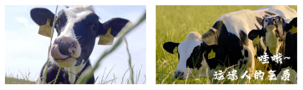 花花牛丨每天一杯奶，幸福健康喝出來?。?！