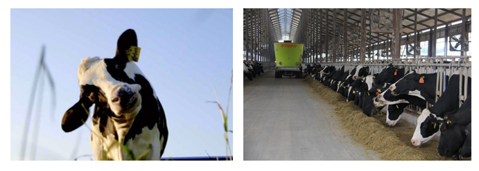 花花牛丨每天一杯奶，幸福健康喝出來?。?！