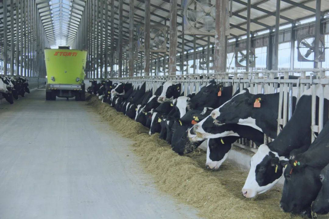 花花牛丨駐馬店市遂平縣政協(xié)黨組書記、主席張衛(wèi)東一行蒞臨花花牛魯山瑞亞牧場參觀