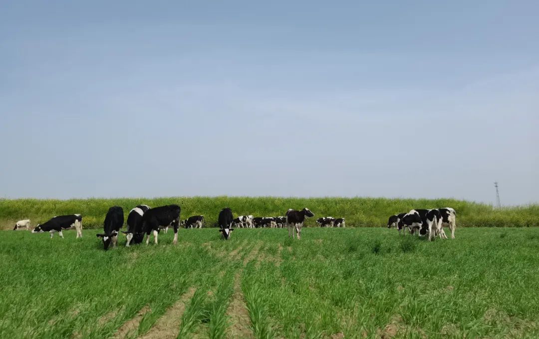 繼往開(kāi)來(lái) · 再創(chuàng)輝煌 | 花花牛乳業(yè)集團(tuán)召開(kāi)9月?tīng)I(yíng)銷(xiāo)、養(yǎng)殖及飼料月度經(jīng)營(yíng)工作會(huì)議