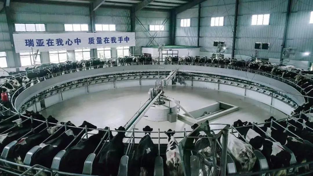 快訊 | 駐馬店市委副書記、市長李躍勇一行蒞臨花花牛乳業(yè)集團平輿瑞亞牧場調(diào)研